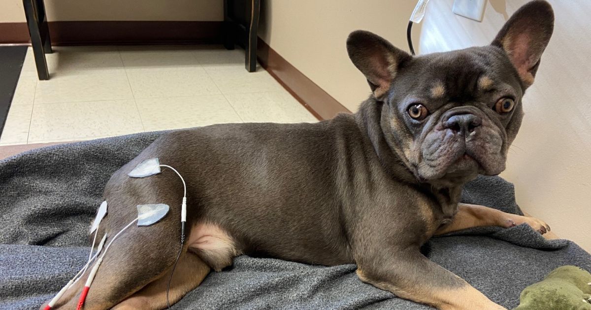 A French bulldog lies on a gray blanket with electrodes attached to its hind leg, connected to a medical device. A French bulldog lies on a gray blanket with electrodes attached to its hind leg, connected to a medical device.