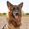 A German Shepherd dog with its tongue out, looking directly at the camera outdoors.