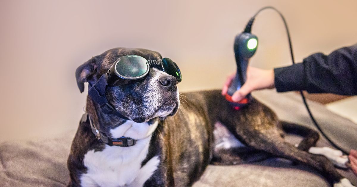 A brindle and white dog wearing protective goggles lies down A brindle and white dog wearing protective goggles lies down