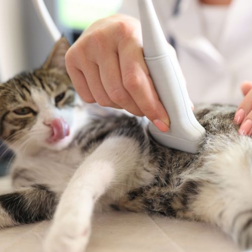 A cat is undergoing an ultrasound examination by a veterinarian.