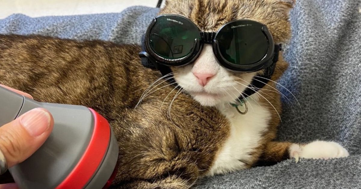 A cat wearing protective goggles lies on a gray blanket while a hand holds a laser therapy device near its leg. A cat wearing protective goggles lies on a gray blanket while a hand holds a laser therapy device near its leg.