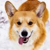 A close-up of a happy corgi with its tongue out, sitting in the snow.