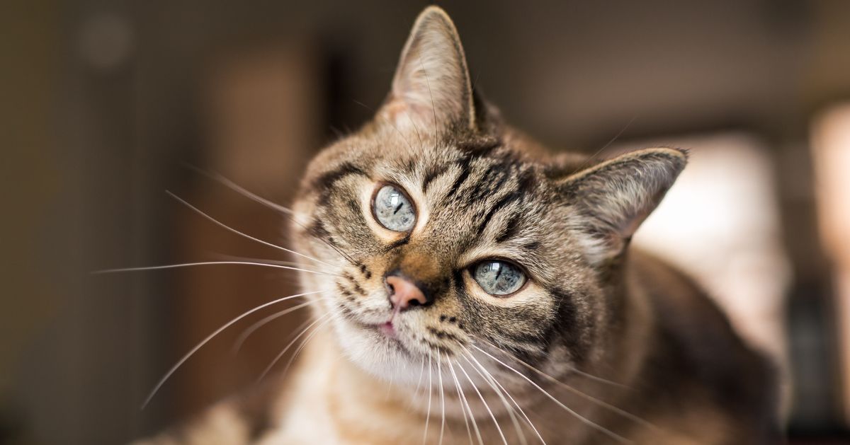 A close-up of a tabby cat with striking blue eyes and prominent A close-up of a tabby cat with striking blue eyes and prominent