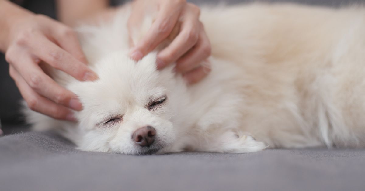 A dog is getting a head massage A dog is getting a head massage