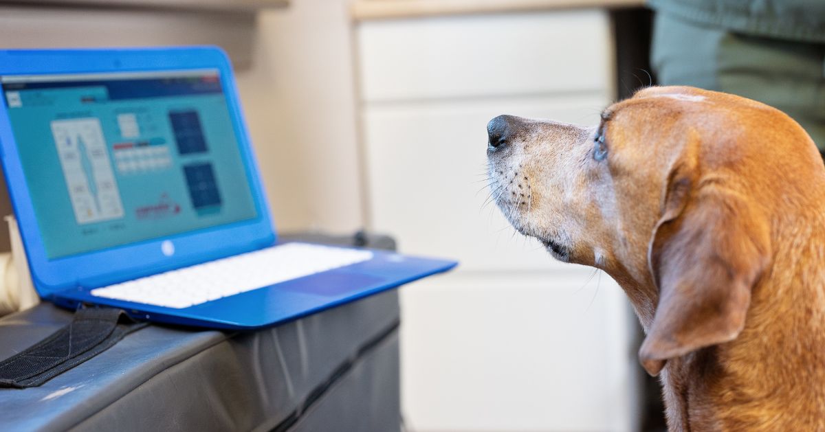 A dog looks attentively at a blue laptop screen displaying a chart. A dog looks attentively at a blue laptop screen displaying a chart.