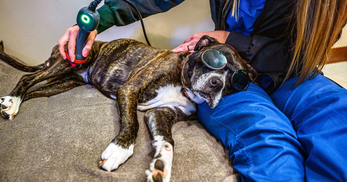 A dog wearing protective goggles lies on a bed while a person uses a handheld laser therapy device on its back.