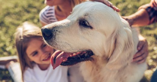 A golden retriever dog with its tongue out is being petted by two people, while a child smiles