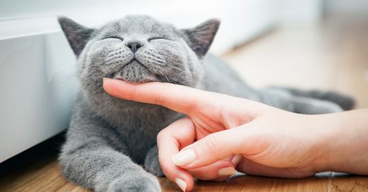 A gray cat with its eyes closed is being petted under the chin by a person's finger.
