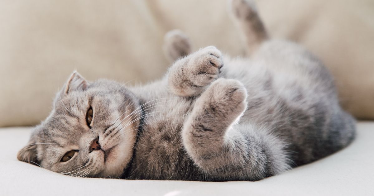 A gray tabby cat is lying on its back on a light-colored surface, with its paws in the air. A gray tabby cat is lying on its back on a light-colored surface, with its paws in the air.