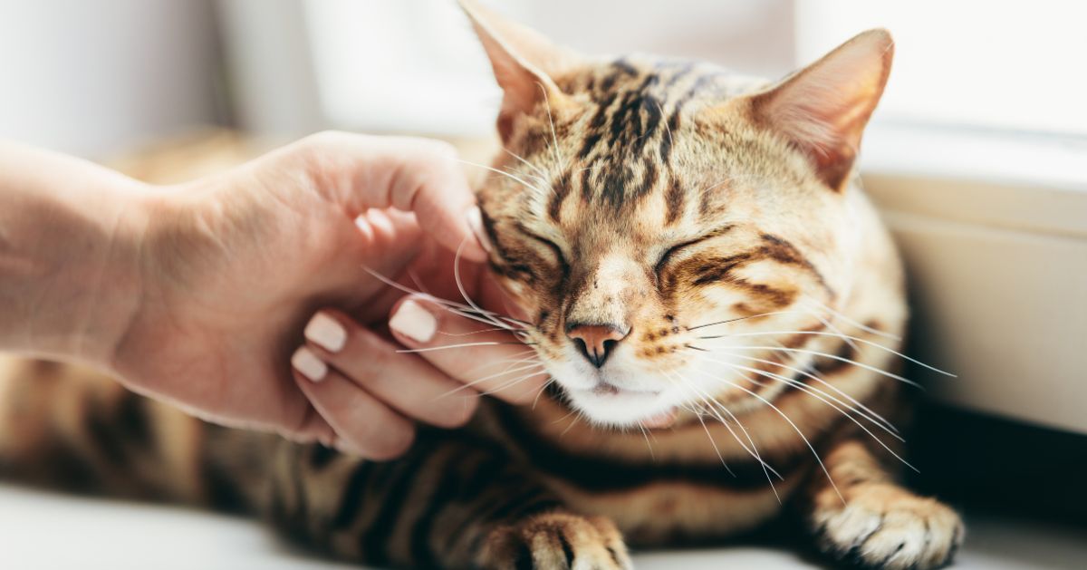A hand gently petting a contented Bengal cat with its eyes closed. A hand gently petting a contented Bengal cat with its eyes closed.