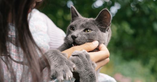 A person holds a gray cat with yellow eyes, its paws resting on their hand.
