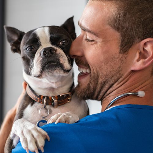 A person in a blue uniform holds a Boston Terrier, nuzzling its face against the dog's head.