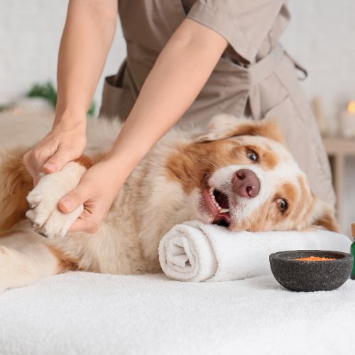 A person is massaging the paw of a dog lying on a white towel.