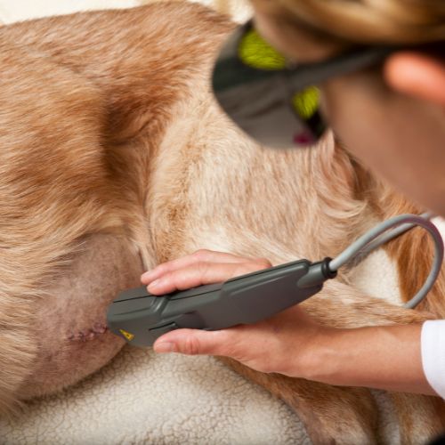 A person wearing protective goggles uses a laser therapy device on a dog's surgical incision.