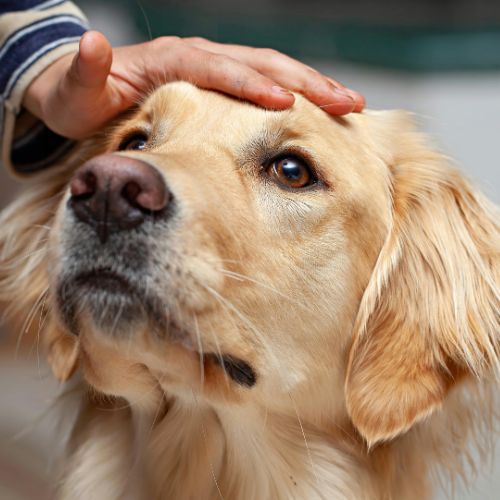 A person's hand gently pets a golden retriever's head.