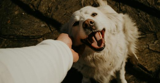 A person's hand petting a happy white dog with its mouth open and tongue out.