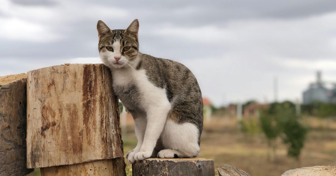 A tabby and white cat sits on a wooden stump, looking towards A tabby and white cat sits on a wooden stump, looking towards