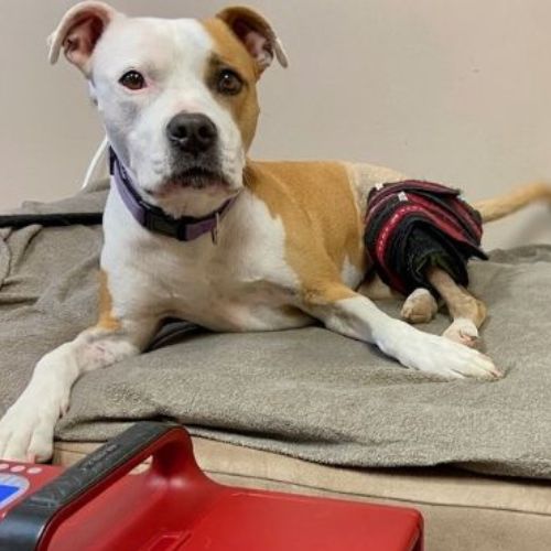 A tan and white dog with a purple collar lies on a gray blanket