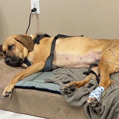 A tan dog with a black harness is sleeping on a dog bed.