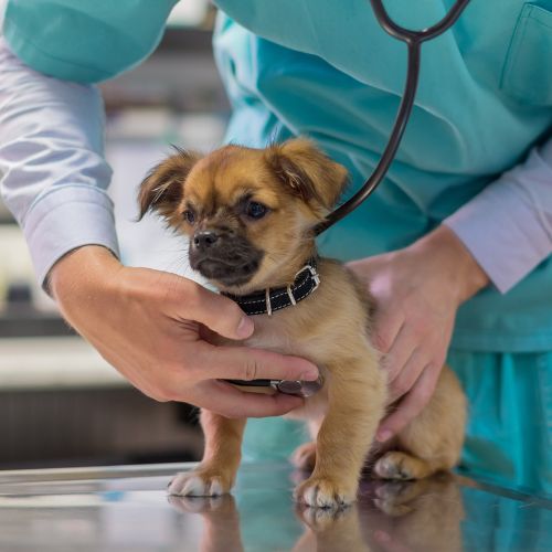 A veterinarian in a teal uniform uses a stethoscope to examine a small tan puppy wearing a black collar.