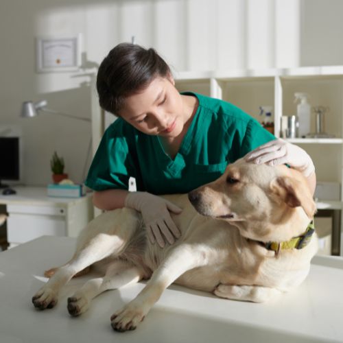 A veterinarian in green scrubs and gloves gently examines a light-colored dog lying on an examination table.