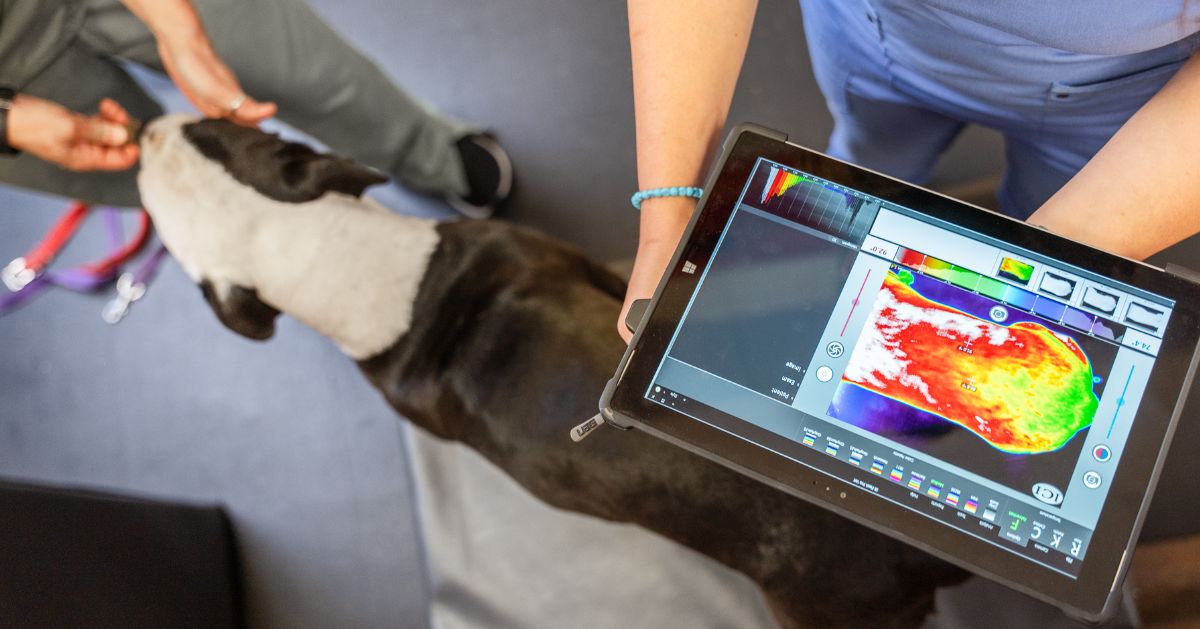 A veterinarian is holding a tablet displaying a thermal image of a dog's leg while another person A veterinarian is holding a tablet displaying a thermal image of a dog's leg while another person