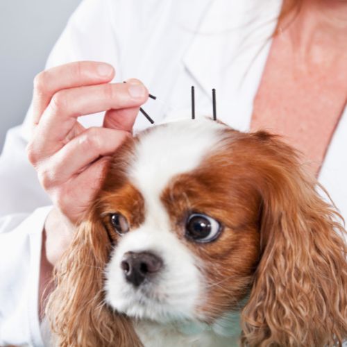 A veterinarian places acupuncture needles on the head of a Cavalier King Charles Spaniel.
