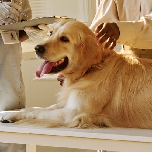 A veterinarian wearing gloves and a stethoscope talks to a dog owner
