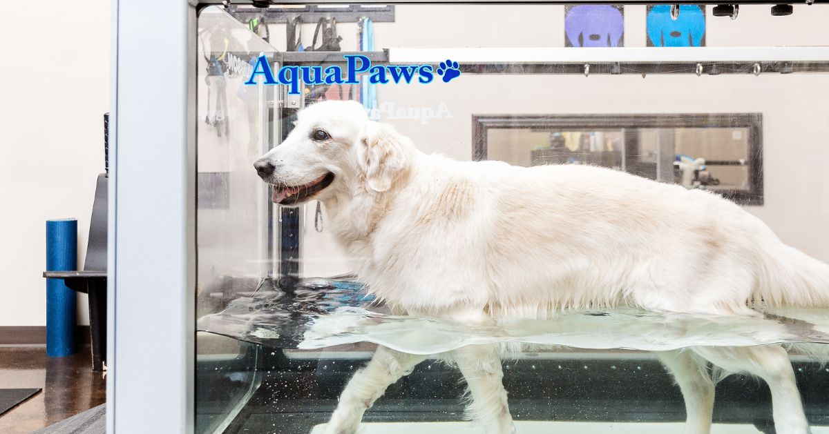 A white dog walks on a treadmill submerged in water inside an AquaPaws rehabilitation tank. A white dog walks on a treadmill submerged in water inside an AquaPaws rehabilitation tank.