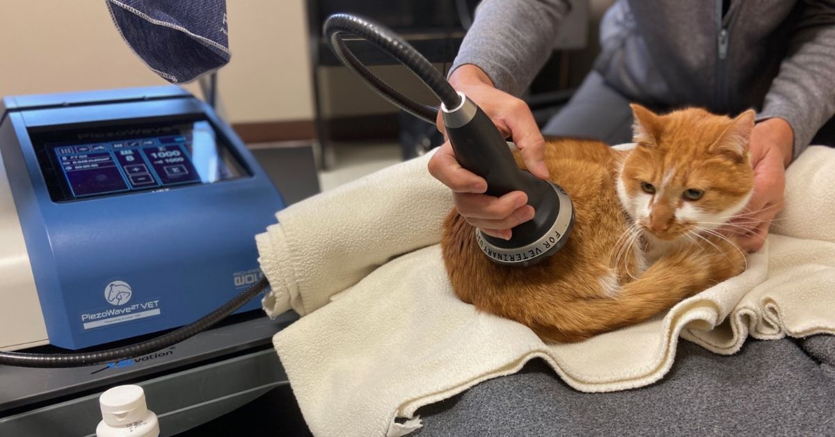 An orange and white cat lies on towels while a person uses a therapeutic device on its back An orange and white cat lies on towels while a person uses a therapeutic device on its back