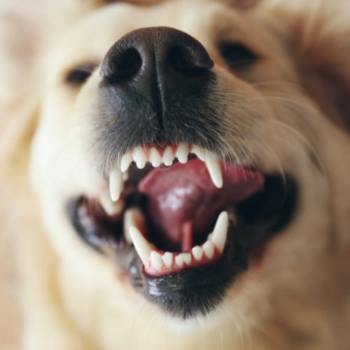 Close-up of a dog's open mouth showing its teeth and tongue.