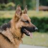 Close-up profile of a German Shepherd dog with its tongue