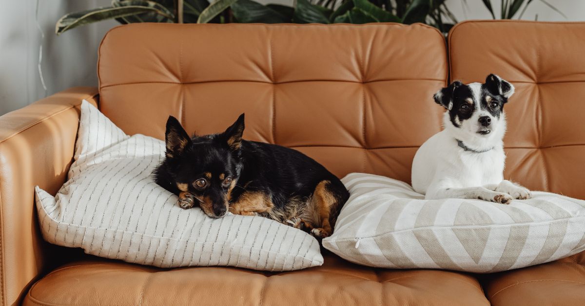 Two small dogs rest on pillows on a brown leather couch. Two small dogs rest on pillows on a brown leather couch.