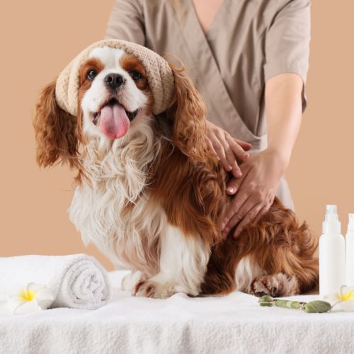 A Cavalier King Charles Spaniel with a knitted cap on its head sits on a towel