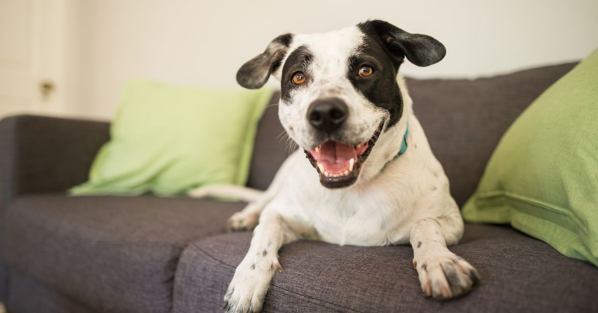 A black and white dog with floppy ears lies on a dark gray couch with two