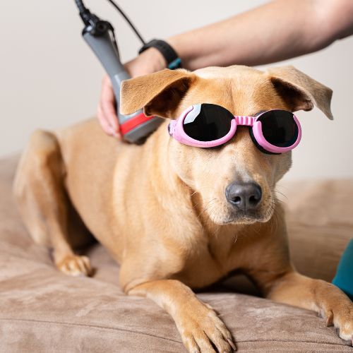 A dog wearing pink sunglasses lies on a tan cushion while a person