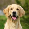 A golden retriever dog sits outdoors with its mouth open and tongue hanging out