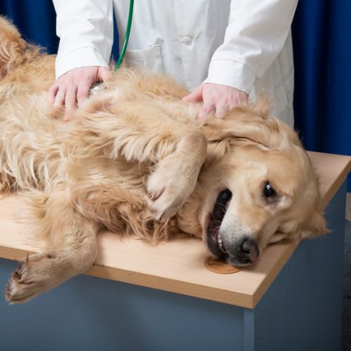 A golden retriever lies on its back on an examination