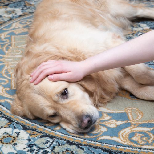 A hand gently pets a golden retriever lying on a patterned rug