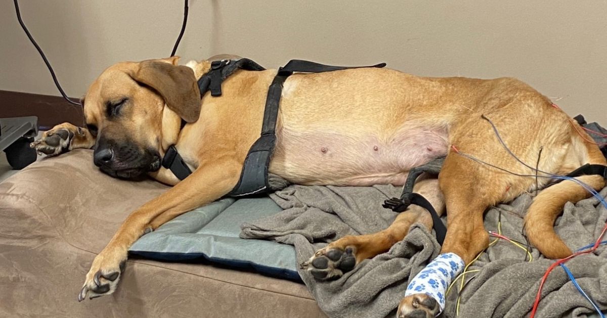A light brown dog with a harness lies on a dog bed, connected to medical 