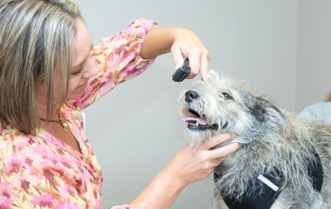 A person grooming a shaggy dog