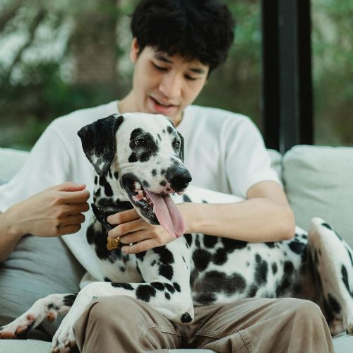 A person wearing a white t-shirt sits on a couch and pets a Dalmatian dog sitting on their lap