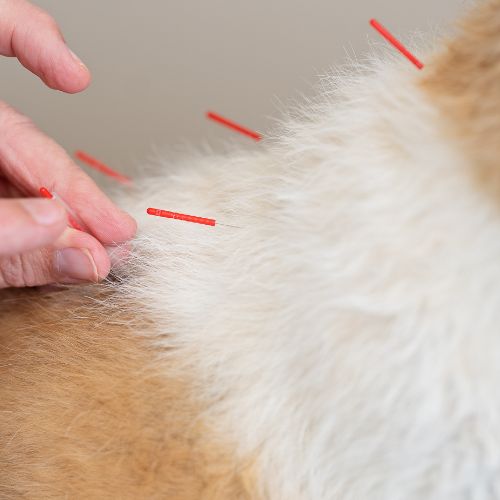 A person's hands place acupuncture needles into the fur of an animal