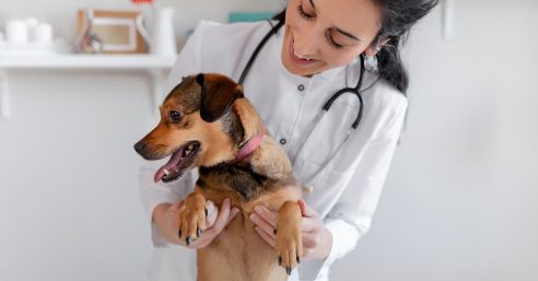 A veterinarian in a white coat holding a small brown dog with a pink collar