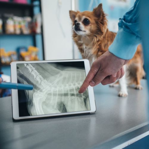 A veterinarian points to a digital X-ray of a dog's spine on a tablet